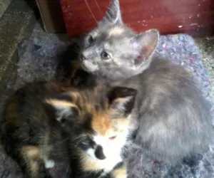 Gato raça  idade Abaixo de 2 meses nome **