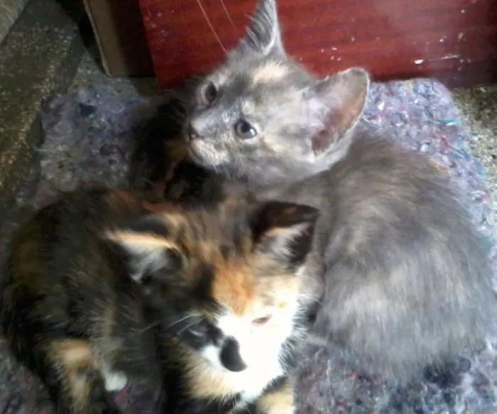 Gato ra a  idade Abaixo de 2 meses nome **