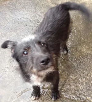 Cachorro raça SRD idade 7 a 11 meses nome PELUDINHO