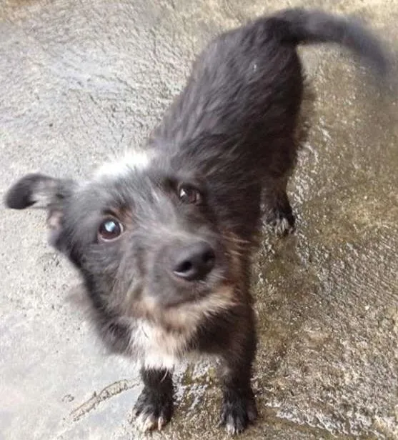 Cachorro ra a SRD idade 7 a 11 meses nome PELUDINHO