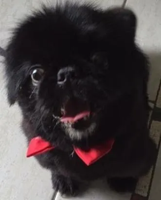Cachorro ra a Pequines idade 4 anos nome Akon