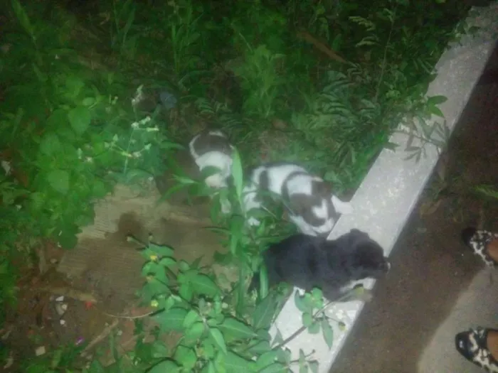 Cachorro raça Vira-lata idade Abaixo de 2 meses nome Sem nome