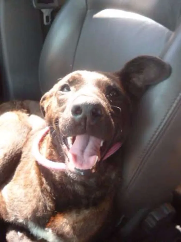 Cachorro ra a SRD idade 1 ano nome Duna