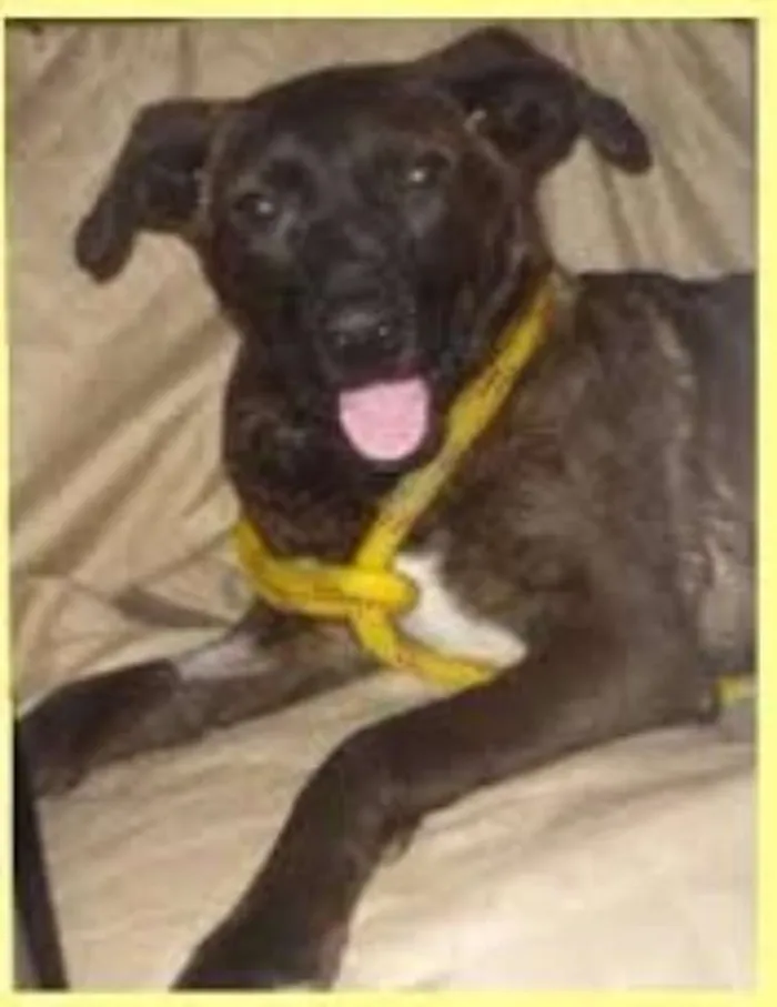 Cachorro ra a SRD idade 1 ano nome Duna