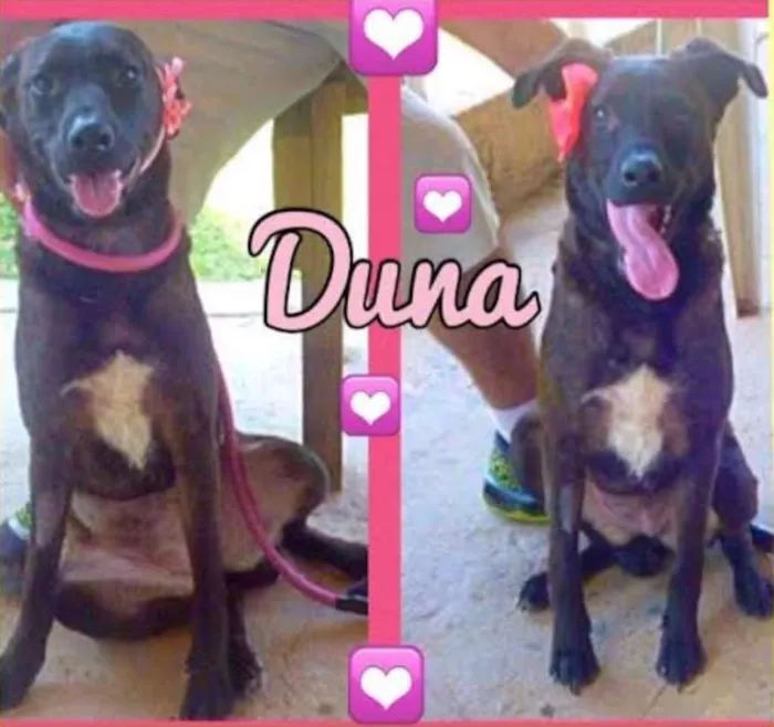 Cachorro ra a SRD idade 1 ano nome Duna