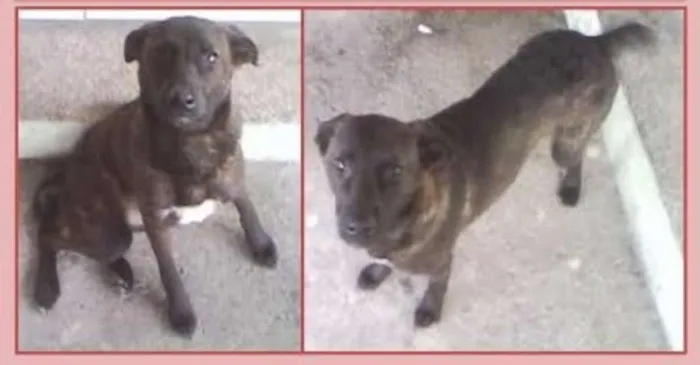 Cachorro ra a SRD idade 1 ano nome Duna