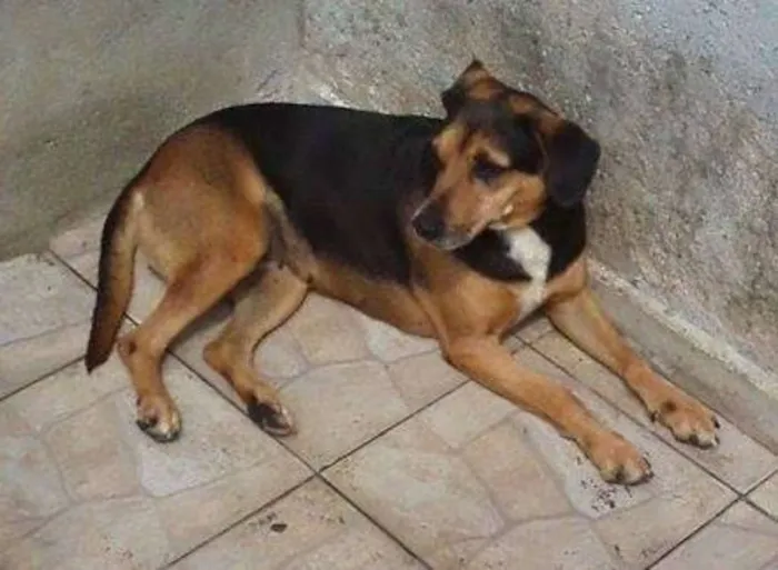 Cachorro ra a SRD idade 5 anos nome Moneti