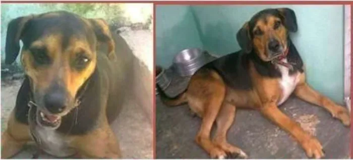 Cachorro ra a SRD idade 5 anos nome Moneti