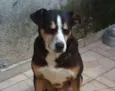Cachorro raça SRD idade 5 anos nome Avalon
