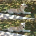 princesa