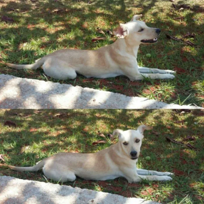 Cachorro raça labrador mestiço. idade 7 a 11 meses nome princesa