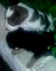 Cachorro raça Vira-lata idade Abaixo de 2 meses nome Sem nome