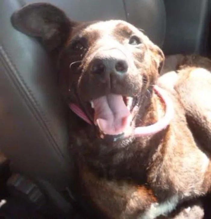 Cachorro ra a SRD idade 1 ano nome Duna