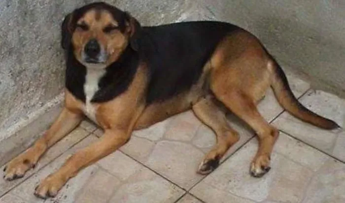 Cachorro ra a SRD idade 5 anos nome Moneti