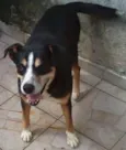 Cachorro raça SRD idade 5 anos nome Avalon