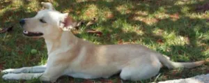 Cachorro raça labrador mestiço. idade 7 a 11 meses nome princesa