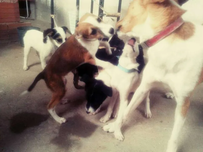 Cachorro raça Vira Lata idade 2 a 6 meses nome Sem nome