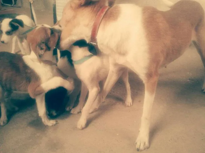 Cachorro raça Vira Lata idade 2 a 6 meses nome Sem nome