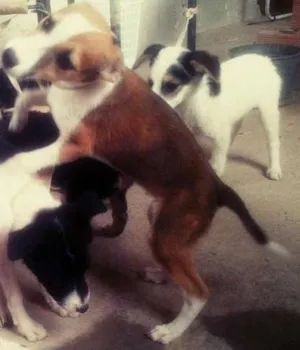 Cachorro raça Vira Lata idade 2 a 6 meses nome Sem nome