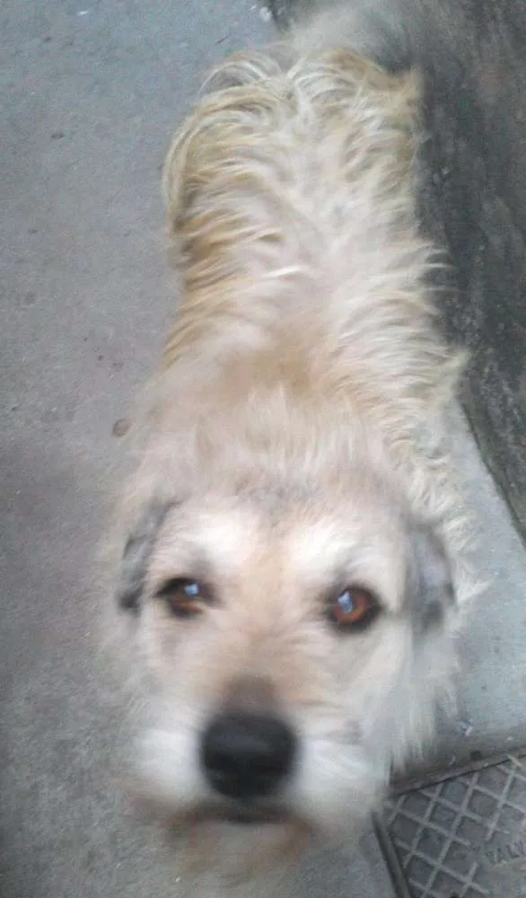 Cachorro raça SRD idade 5 anos nome Leão