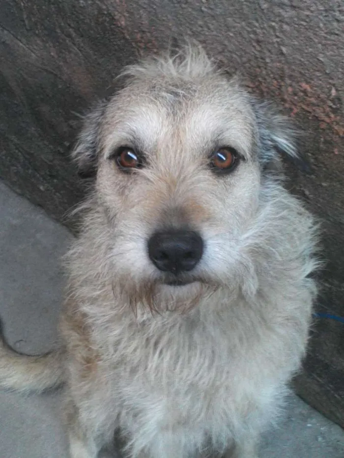 Cachorro raça SRD idade 5 anos nome Leão