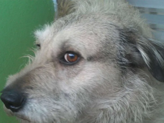 Cachorro raça SRD idade 5 anos nome Leão