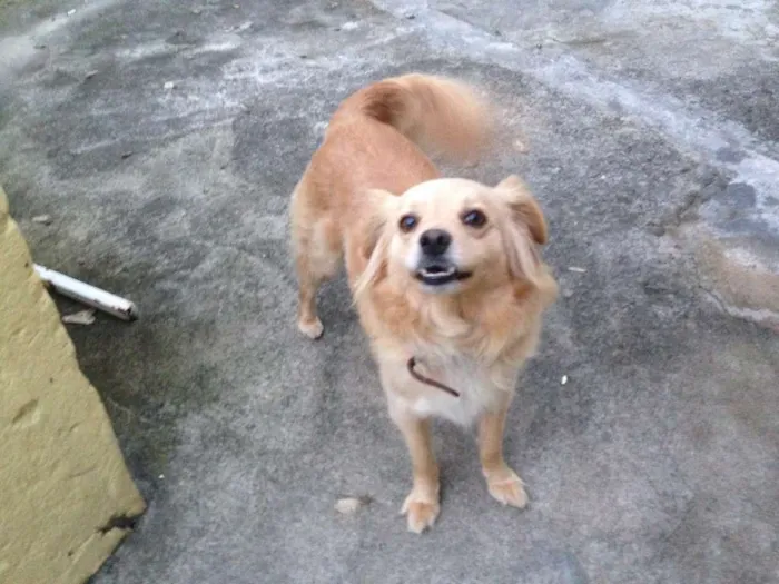 Cachorro ra a Vira lata idade 3 anos nome Frida