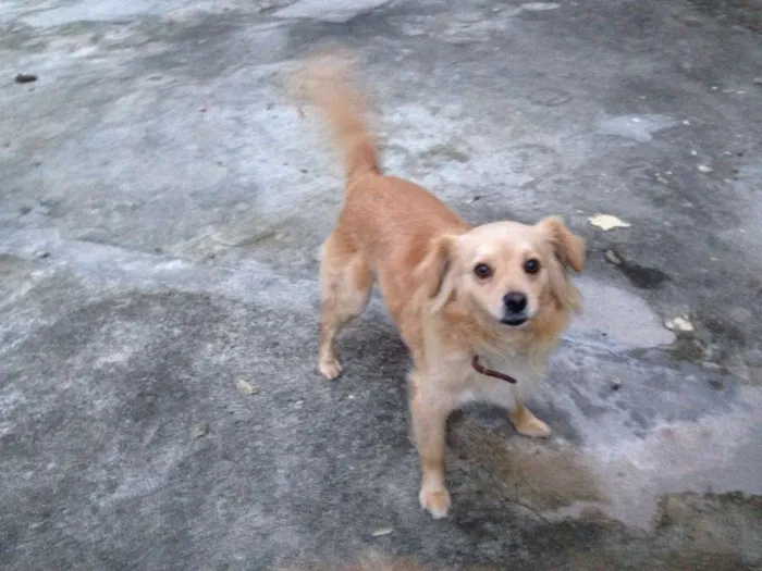 Cachorro ra a Vira lata idade 3 anos nome Frida