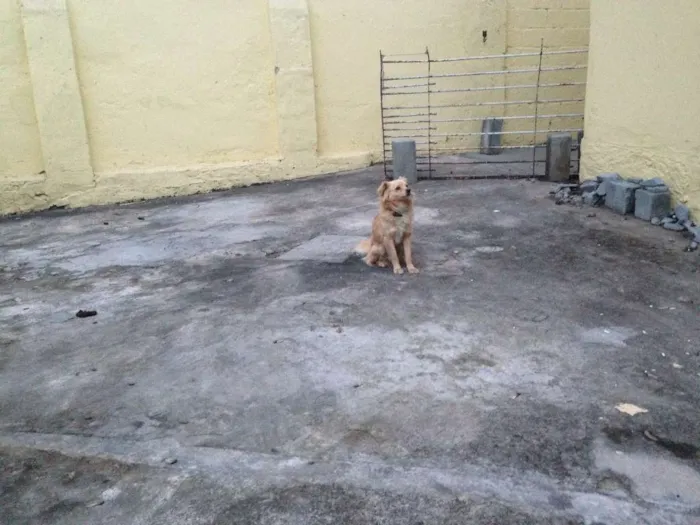 Cachorro ra a Vira lata idade 3 anos nome Frida