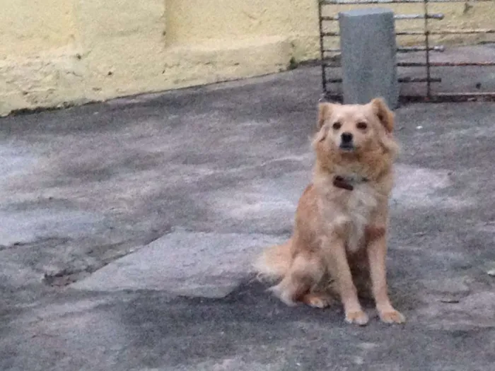 Cachorro ra a Vira lata idade 3 anos nome Frida