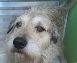 Cachorro raça SRD idade 5 anos nome Leão