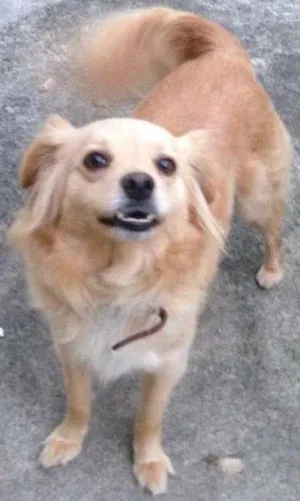 Cachorro raça Vira lata idade 3 anos nome Frida