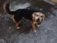 FIBI