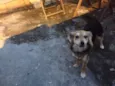 FIBI