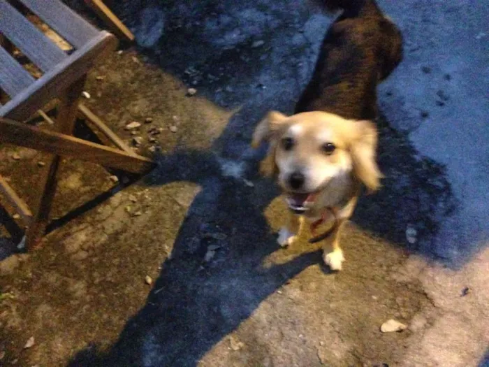 Cachorro ra a Vira Lata idade 1 ano nome FIBI