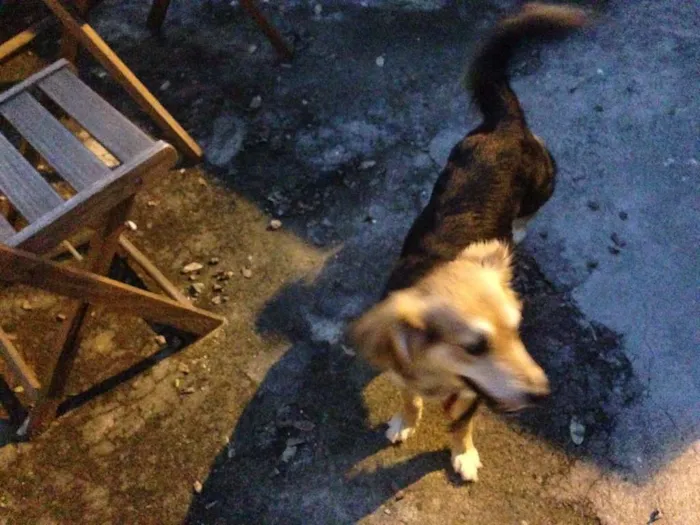 Cachorro ra a Vira Lata idade 1 ano nome FIBI