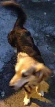 FIBI