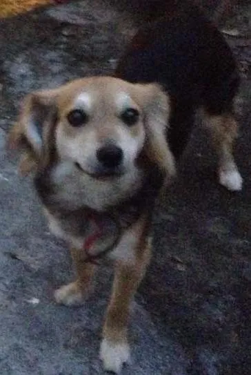 Cachorro ra a Vira Lata idade 1 ano nome FIBI