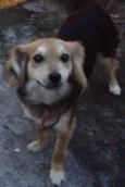 FIBI