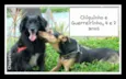 CHIQUINHO E GUERREI
