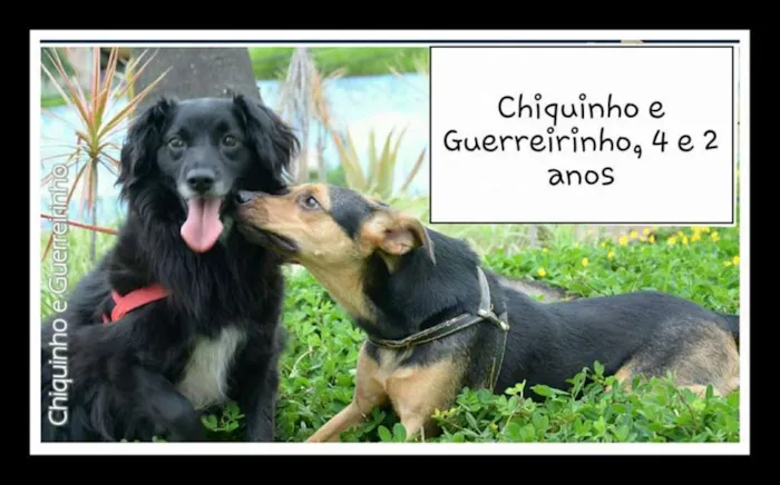 Cachorro ra a SRD idade 3 anos nome CHIQUINHO E GUERREI