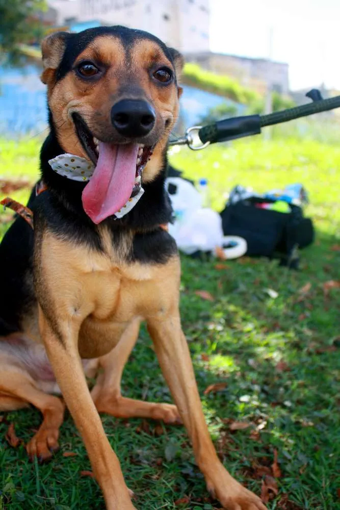 Cachorro ra a SRD idade 3 anos nome CHIQUINHO E GUERREI