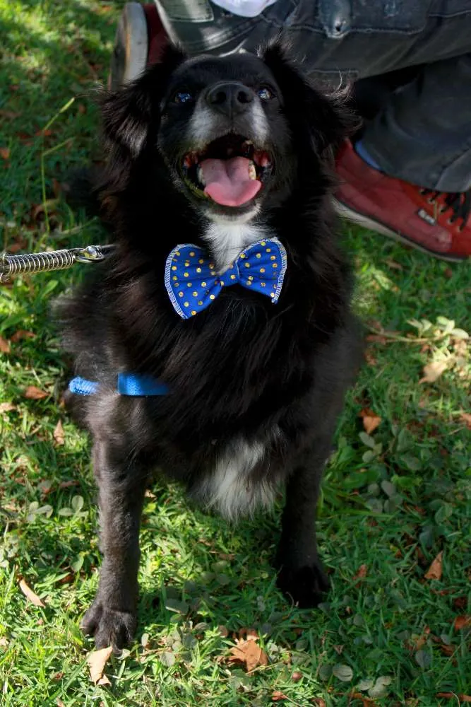 Cachorro ra a SRD idade 3 anos nome CHIQUINHO E GUERREI
