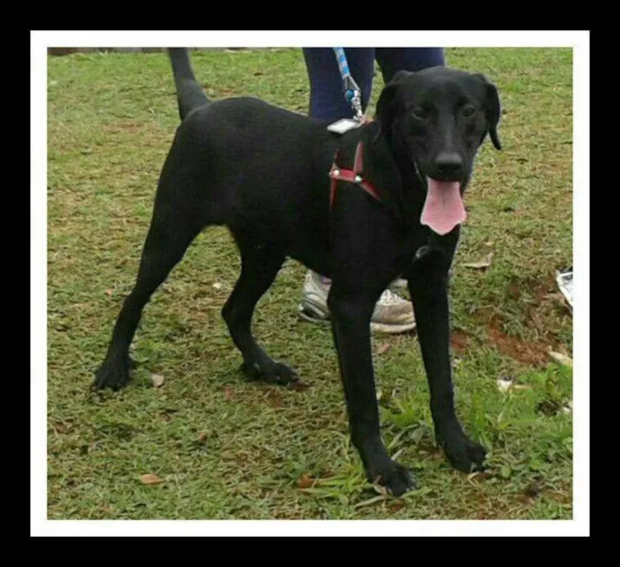 Cachorro ra a SRD idade 7 a 11 meses nome NAMORADO