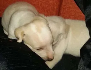 Cachorro raça a melhor idade Abaixo de 2 meses nome bebes