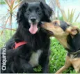 CHIQUINHO E GUERREI