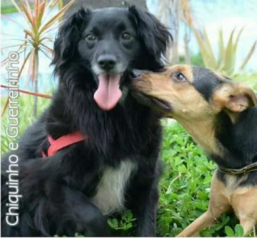Cachorro ra a SRD idade 3 anos nome CHIQUINHO E GUERREI