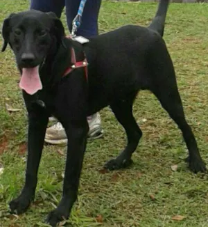 Cachorro raça SRD idade 7 a 11 meses nome NAMORADO