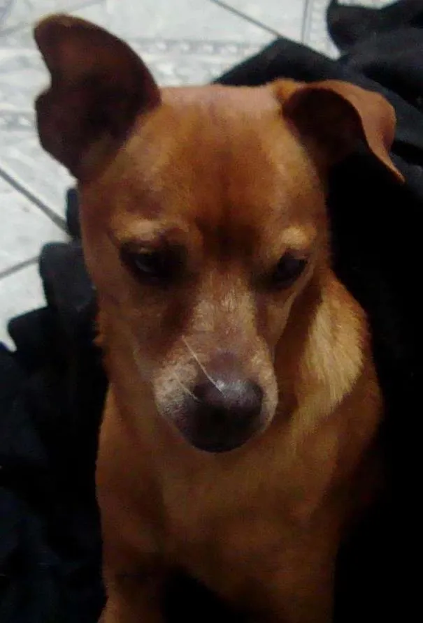Cachorro ra a Pinscher idade 4 anos nome Djow