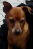 Djow